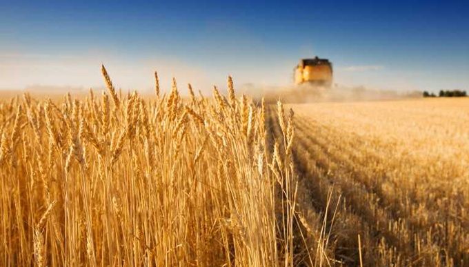 Продам крестьянское хозяйство