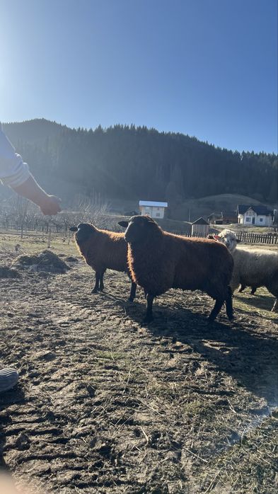 Berbeci de rasa metis intre