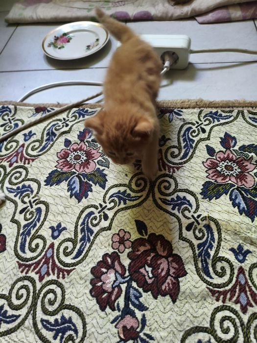 Отдам маленьких котят