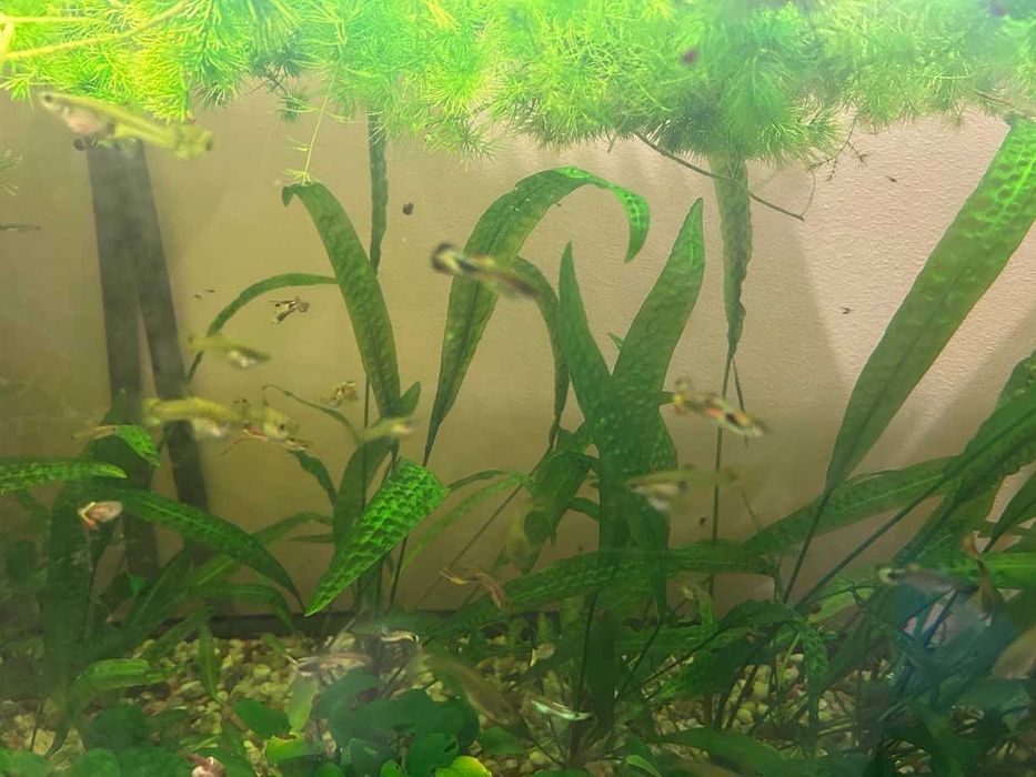 Гупи, растения за аквариум