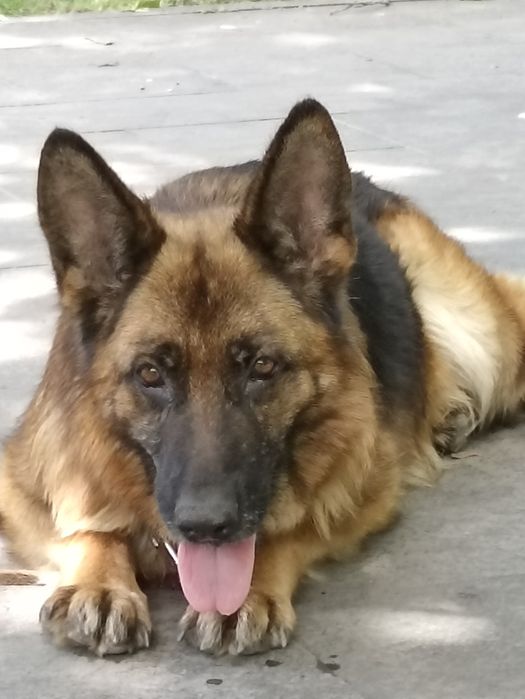 Vînd femelă CG. foarte frumoasă cu pedigree .