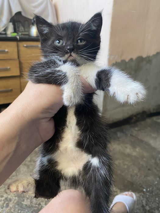 котята скотиш страйт