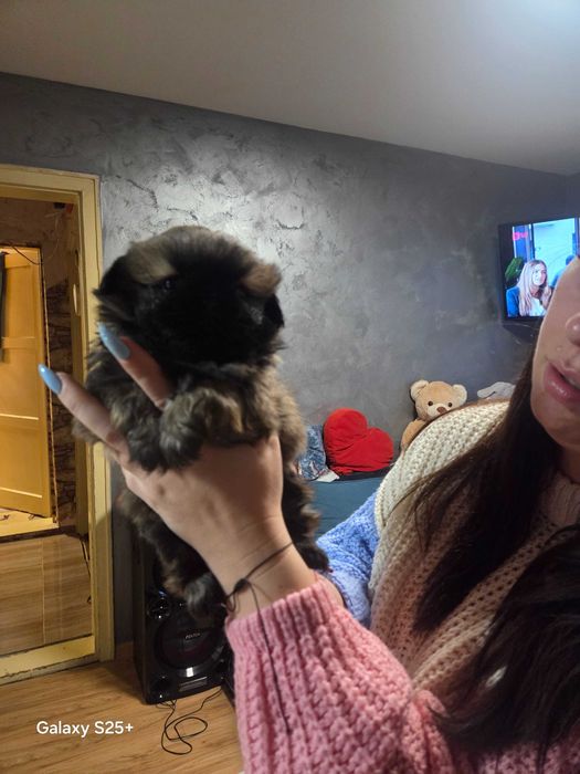 Пекинезчета бебета