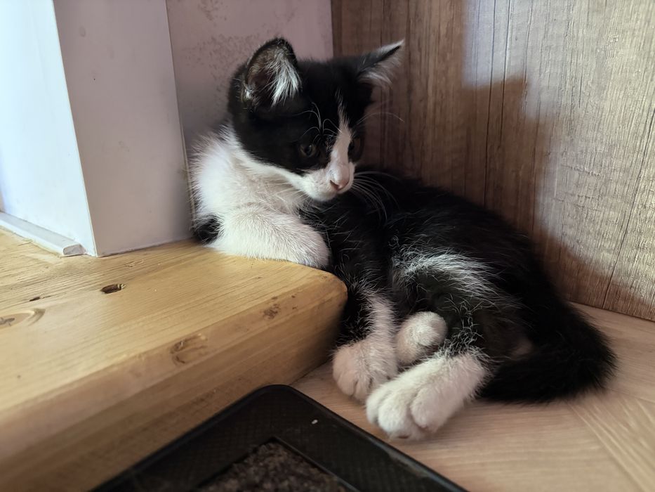 Котёнок в добрые руки