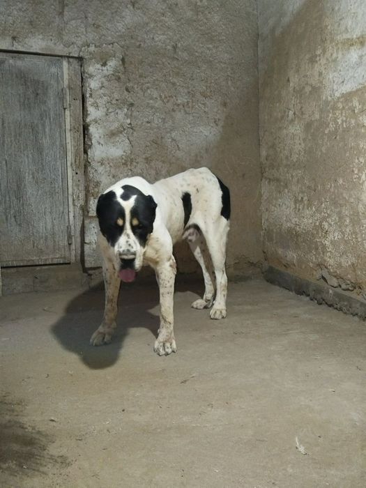 Buldozer Alabay sotiladi erkak