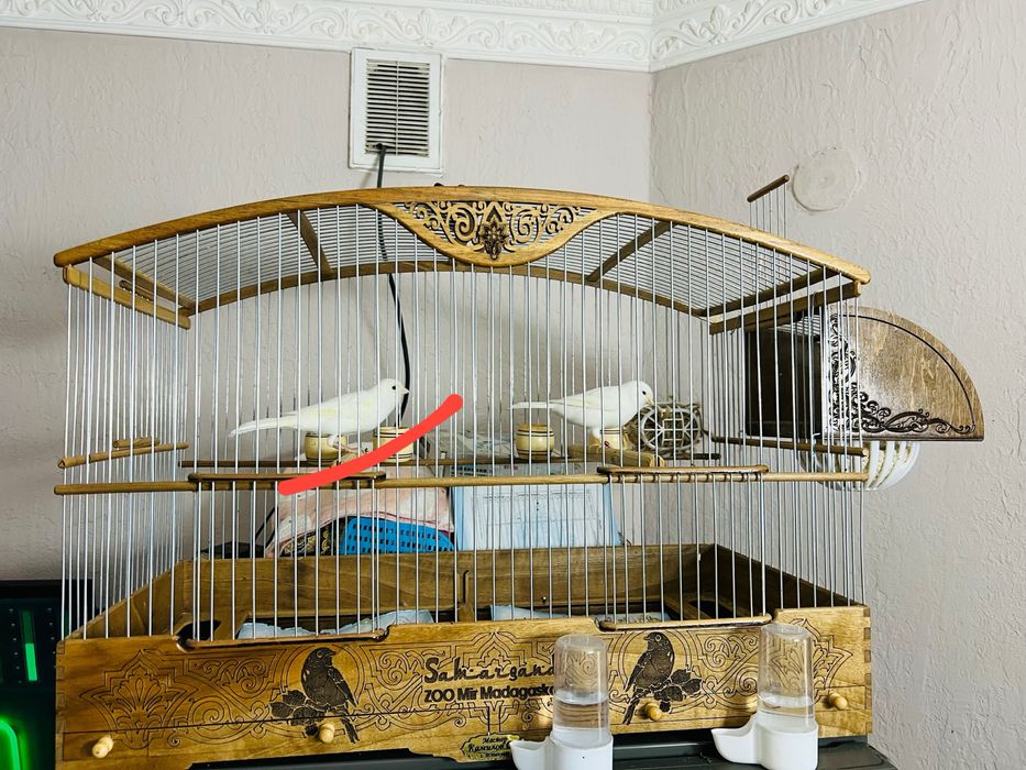 Продаётся самей канарейка англиский рецицев 2025