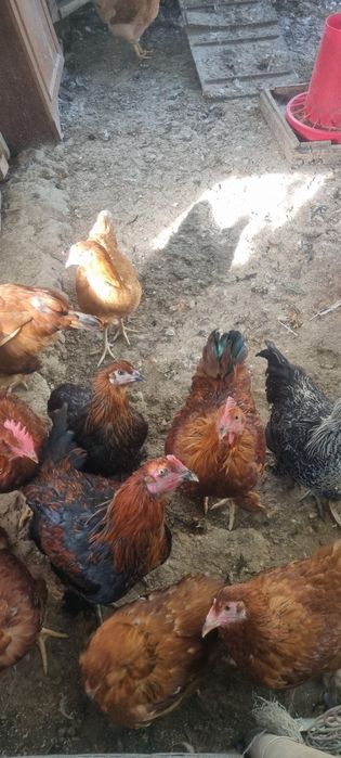 Продам четырехмесячных курочек и петушков