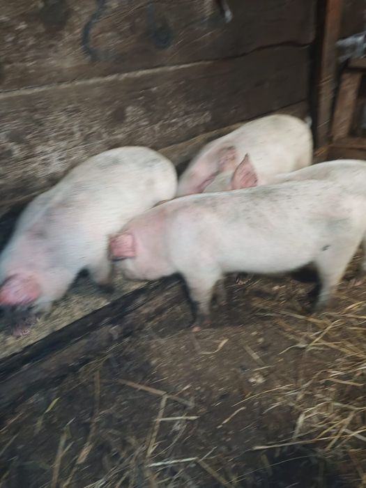Продам крупных поросят