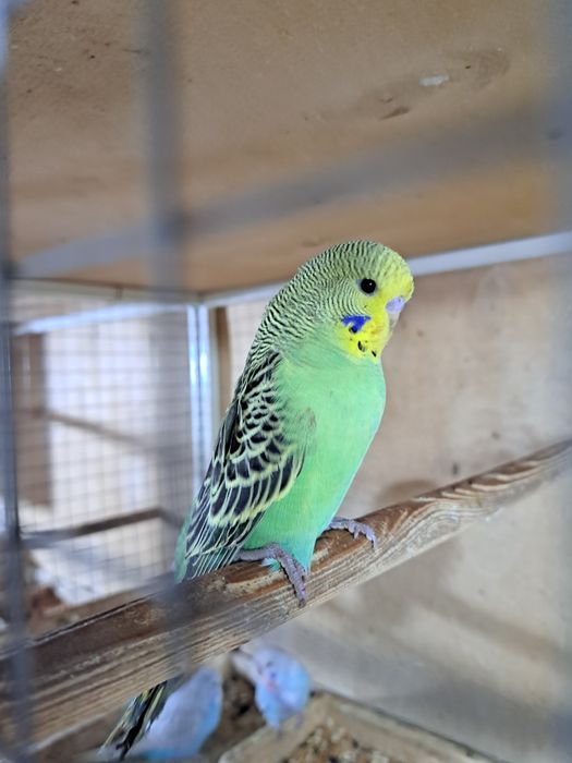 Выставочные попугаи