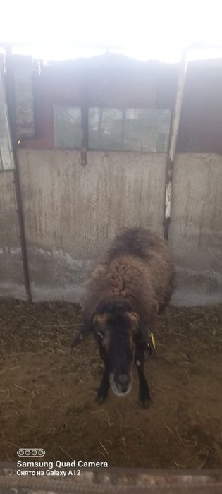 Қой сатылыды семіз