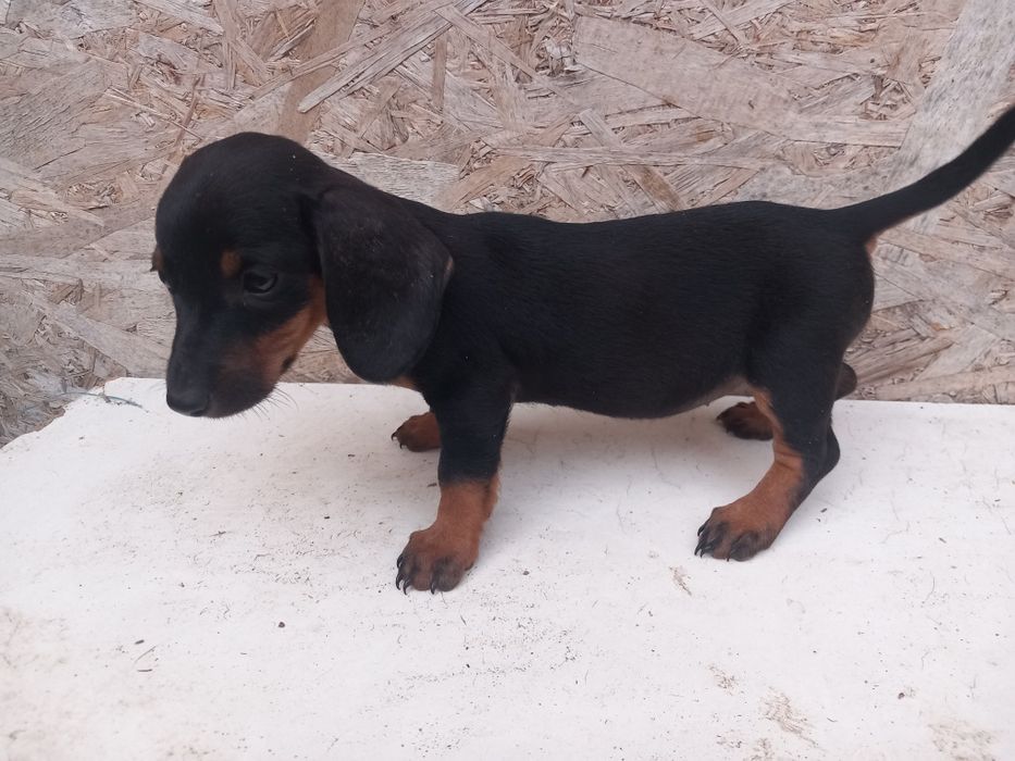 Căței Teckel **Dachshund