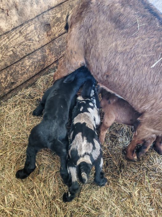 Vând iezi anglo nubian