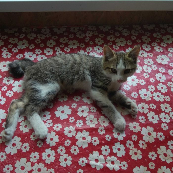 Отдам котика котёнка