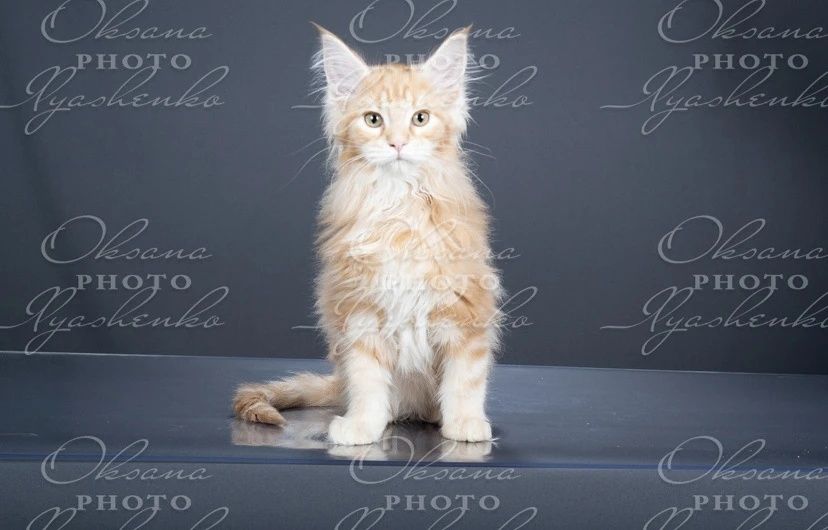 Мэйн кун котята 3 мес продам