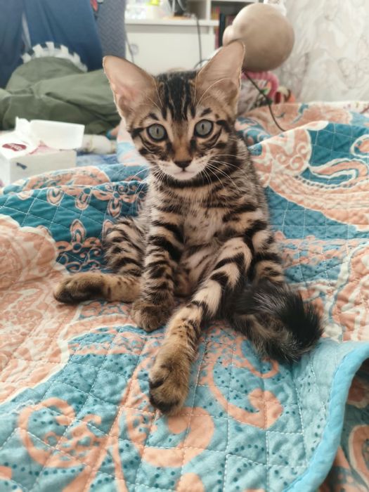 Котята бенгальские