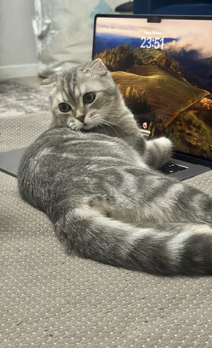 Вязка наш Скоттиш Фолд