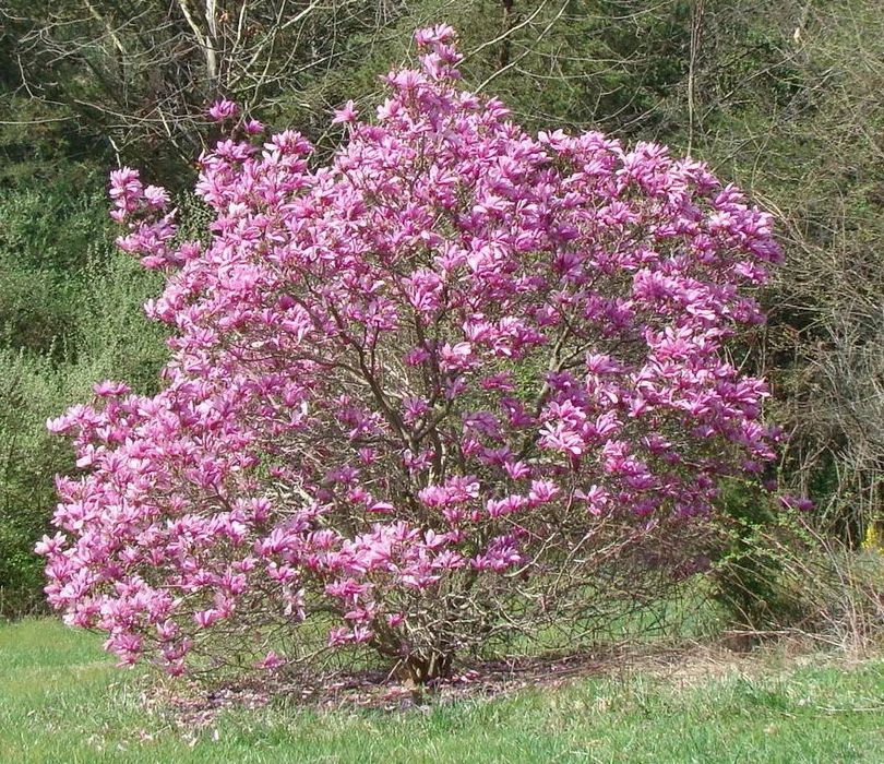 Магнолия Пинки (НОВО)/100-120см