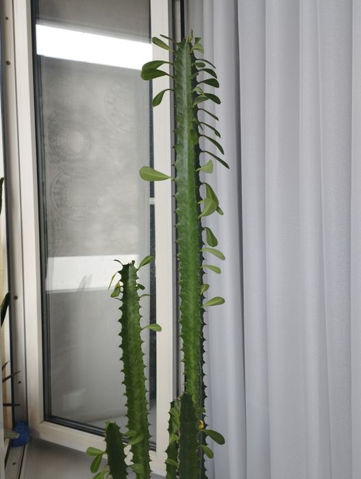 Продам кактус 3500