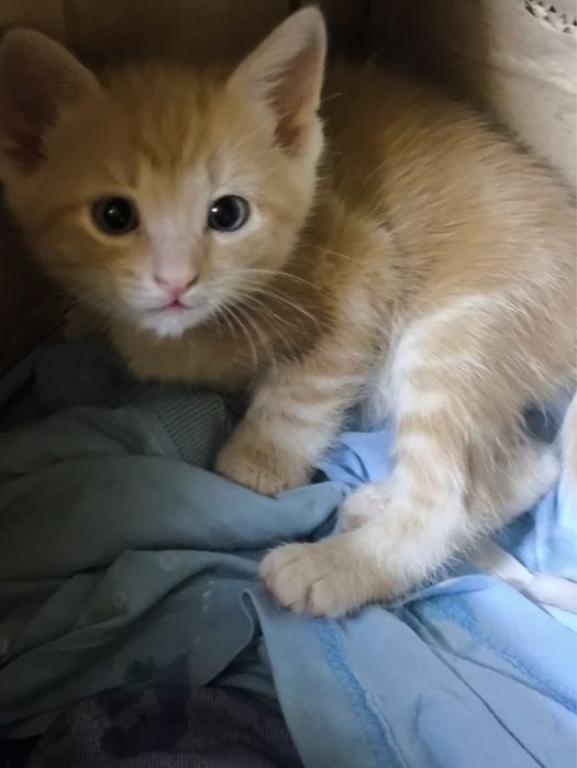 Отдам котят в добрые руки