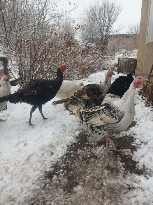 Птицы индюки и индюшки