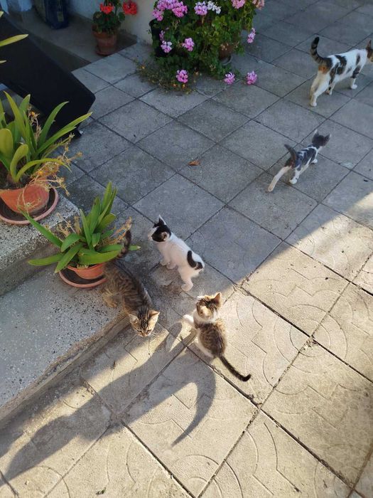 Котка подарявам
