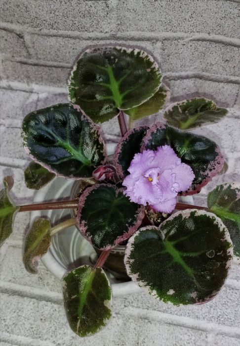 Продам фиалки сортовые