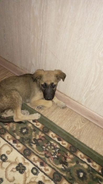 Щенок девочка в добрые руки