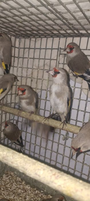 Шеголчалар сотувда