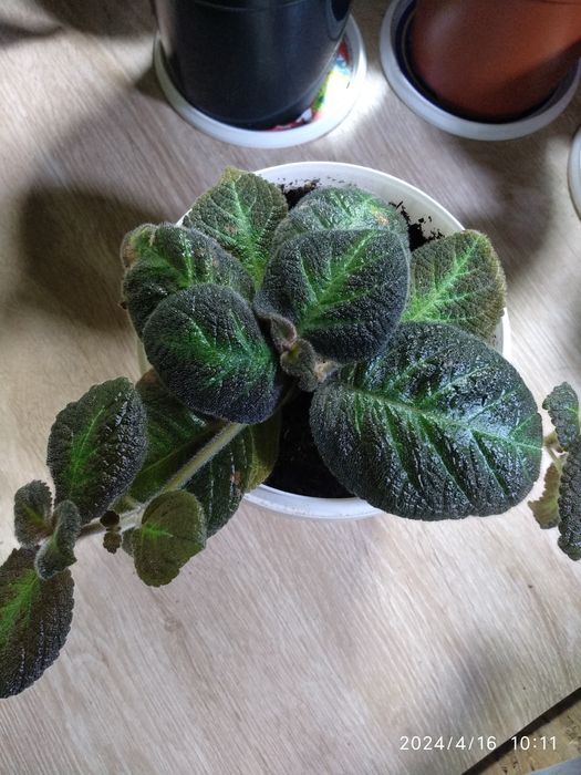 Эписция,распродажа,7 сортов