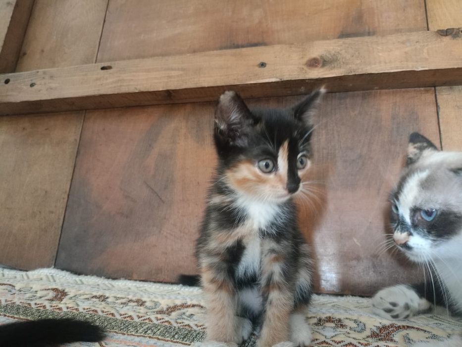 Отдадим котят в добрые руки