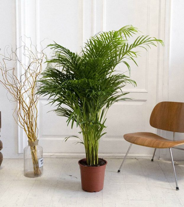 Продам пальму дипсис