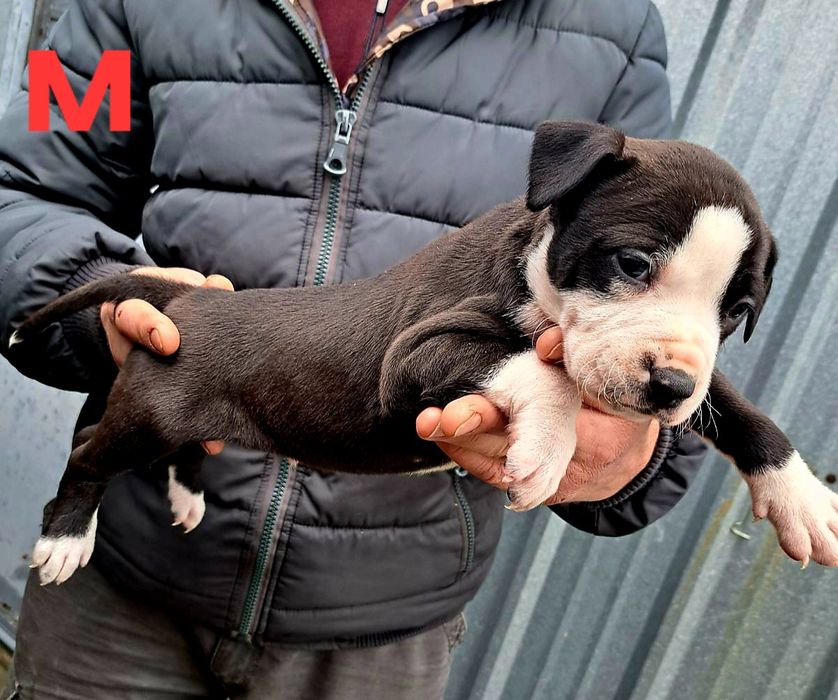 PITBUL-Питбул Мерле