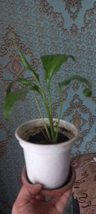 Бөлме гулдері сатылады