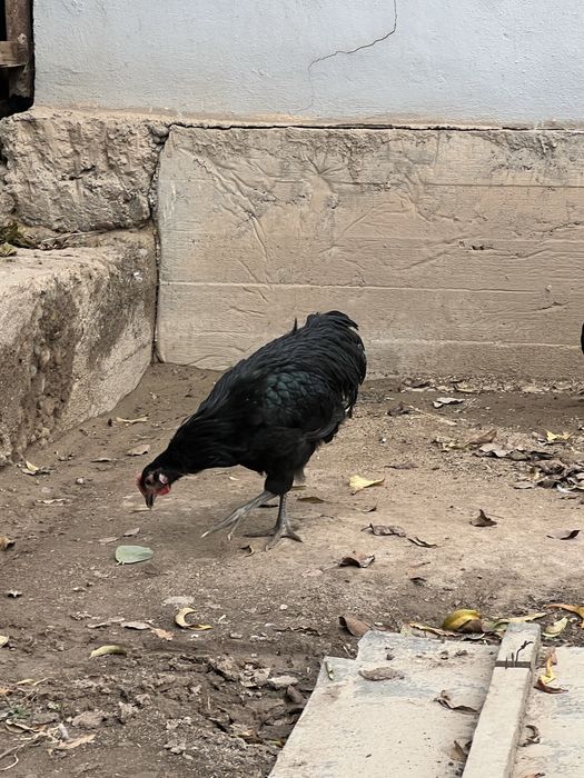 Jersi xuroz jujalari