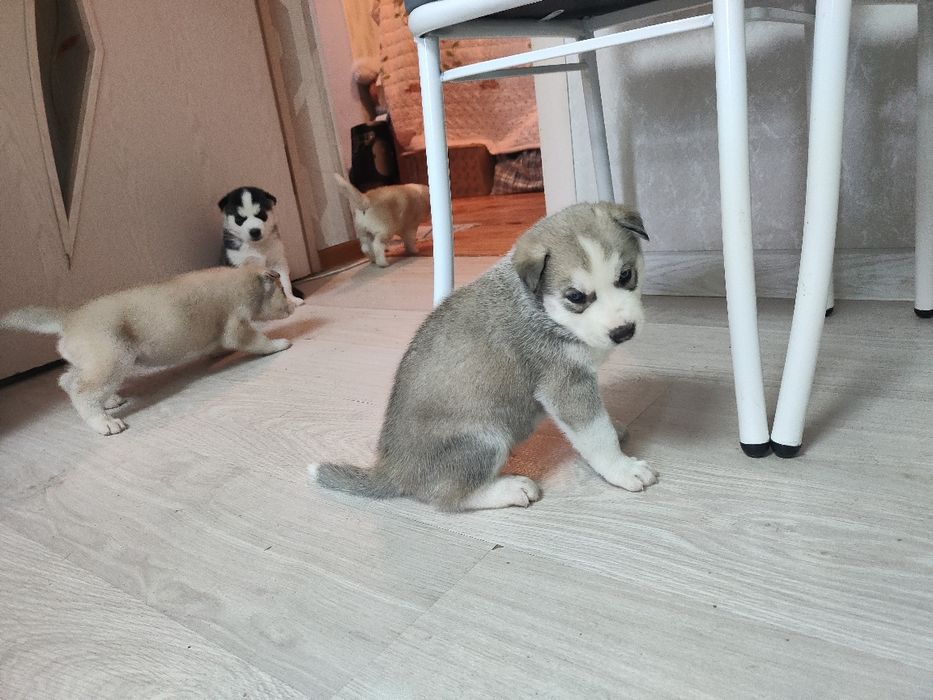 Продаются щенки Хаски