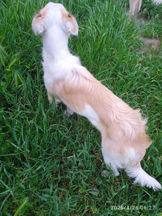 Собака потеряшка!!!