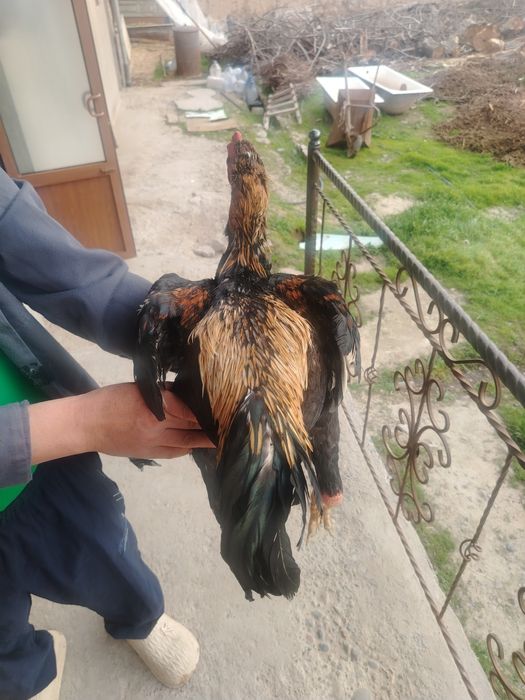 Дакан хороз сотилади 10 ойли