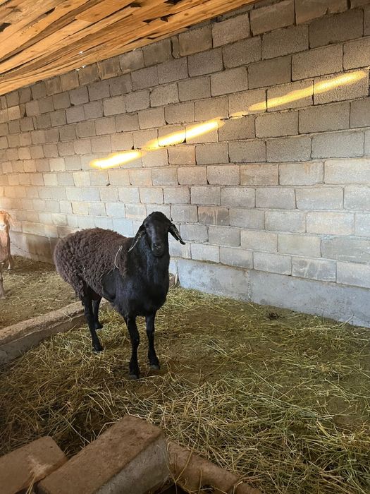 Арашан қойлар сатылады