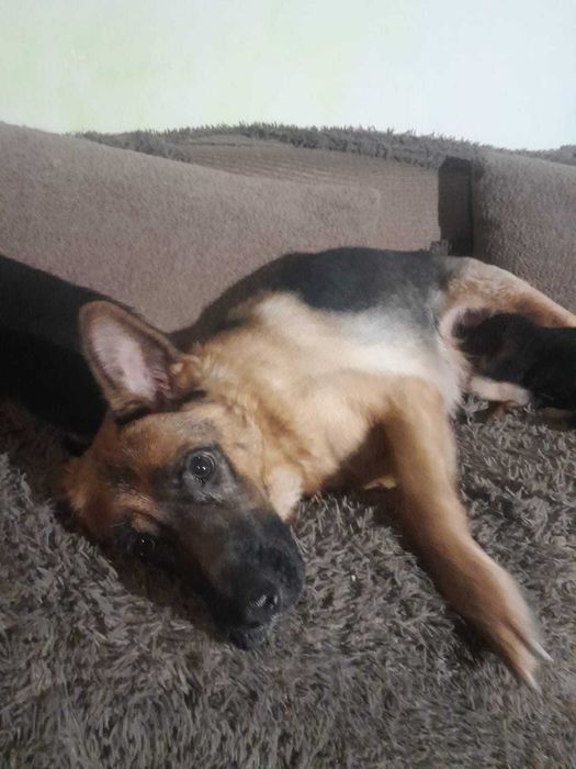 Щенки в ответственные руки