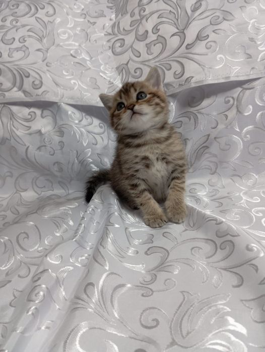 Британец мальчик