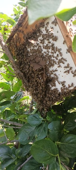 ЕвоРой - примамка за пчелни рояци