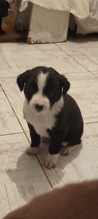 Щенки , бесплатно