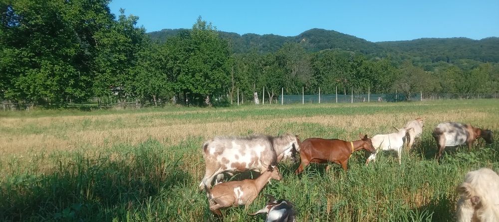 Tap anglo schimb cu capra  aceasi rasa sau alpina  .,