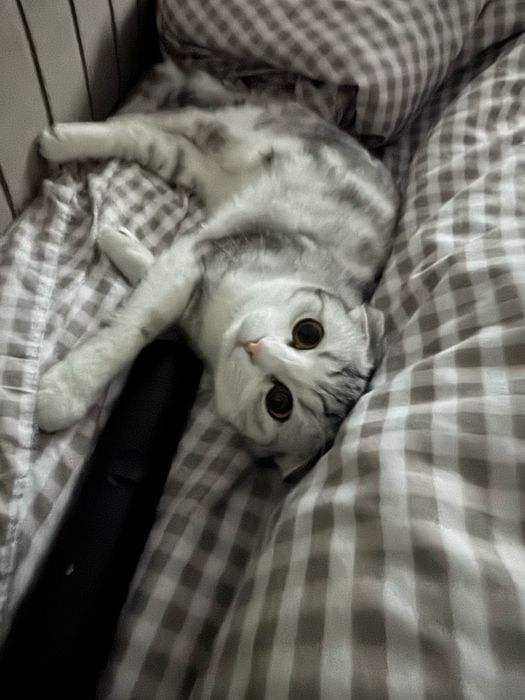 Продается шотландская вислоухая кошка