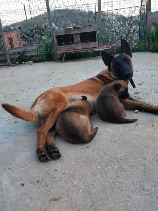 Ciobanesc belgian MALINOIS