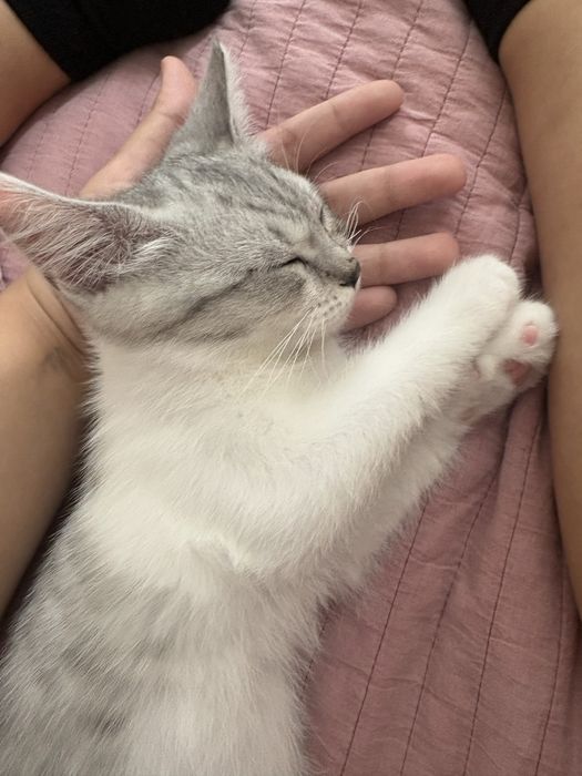 Котятки 2 месяца