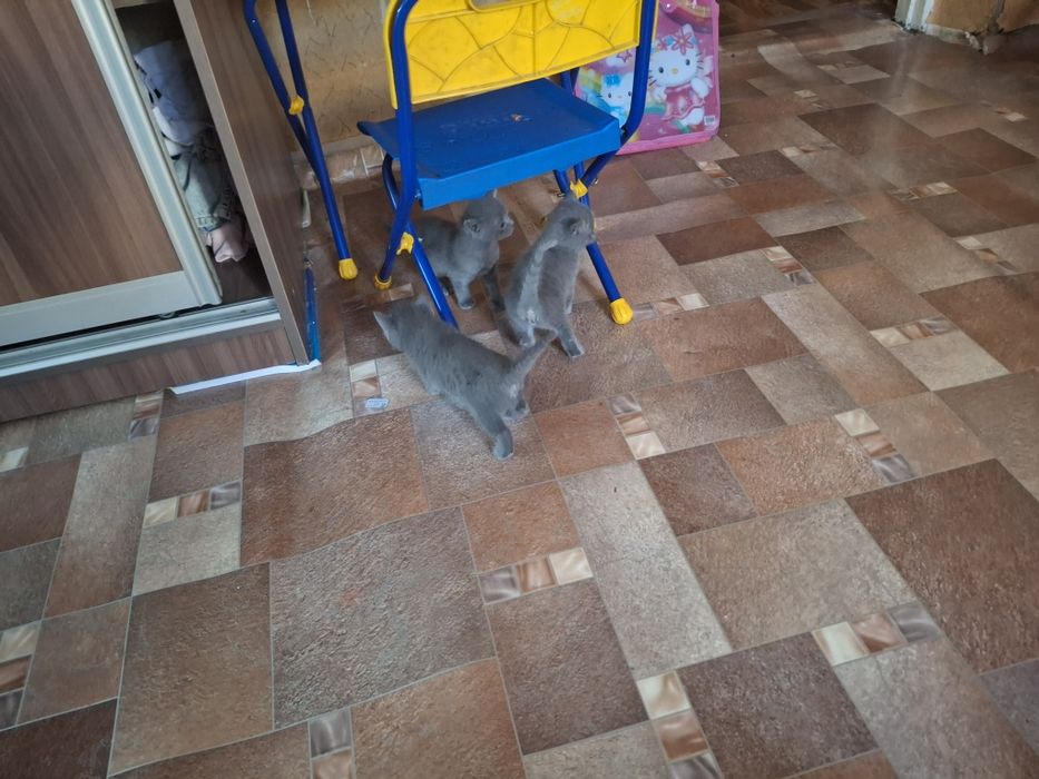 Отдам в хорошие ,добрые руки