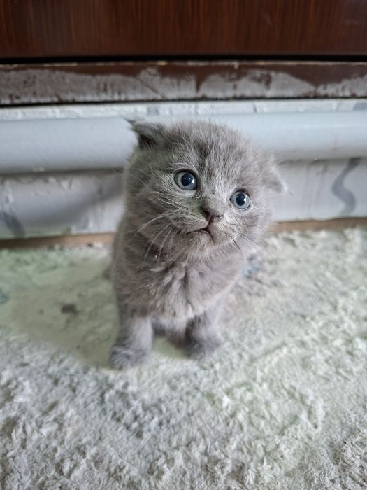 Продаются котята