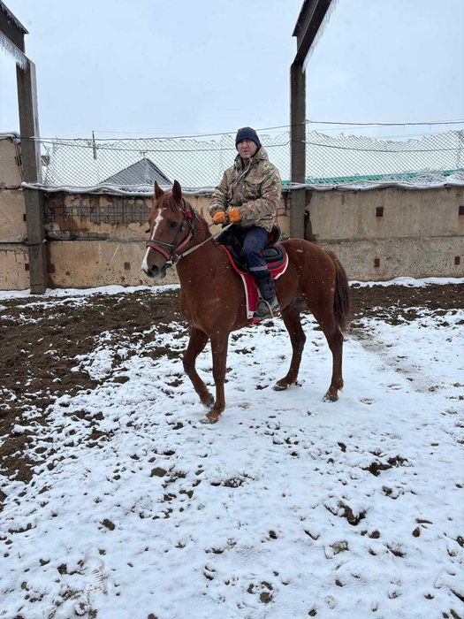 Продается лошадь Максимус