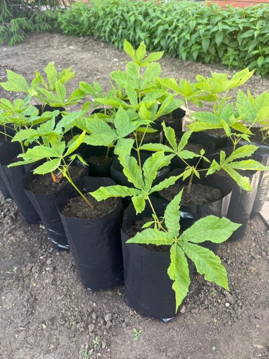 Продам саженцы каштана